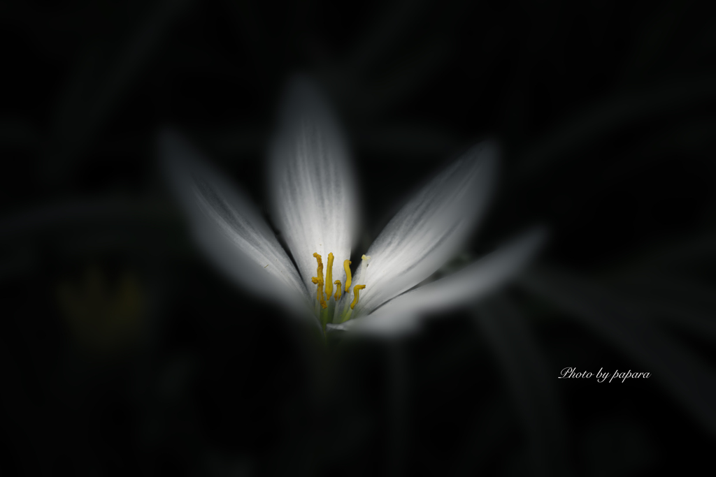 季節のお花達_66