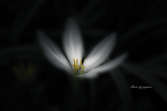 季節のお花達_66