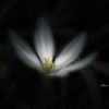 季節のお花達_66