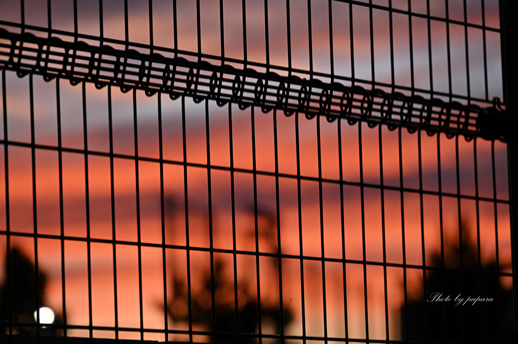 RINKU Sunset_2024189