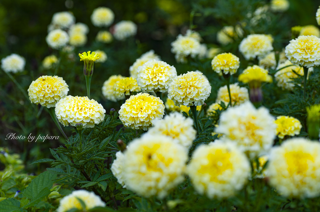 季節のお花達_51