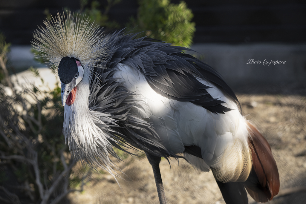 天王寺動物園からのお便り_111
