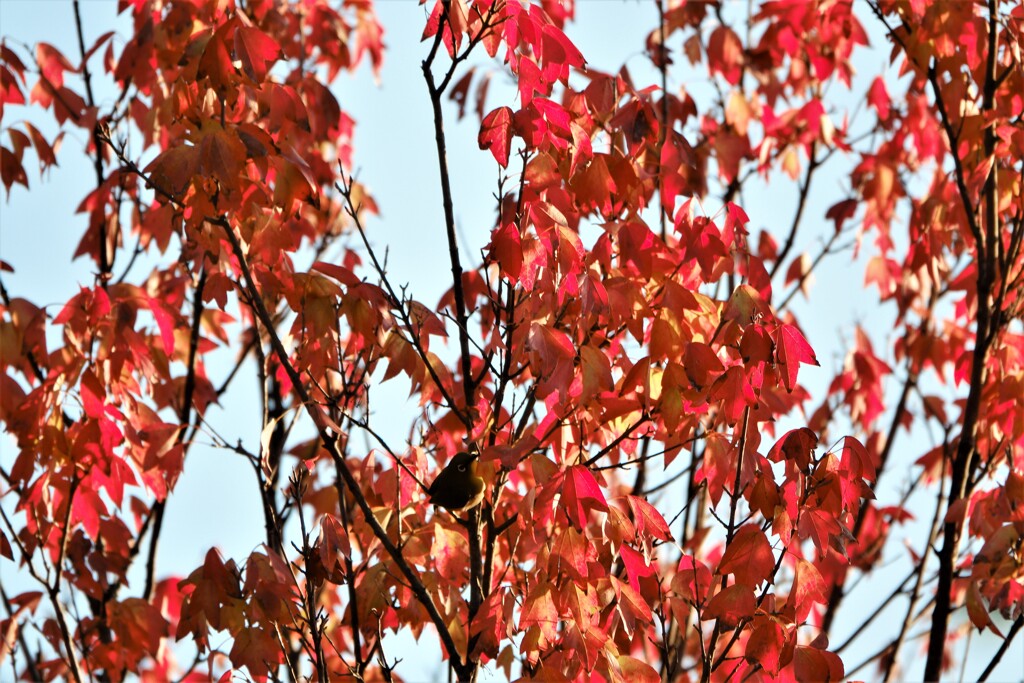 紅色に染まるメジロさん