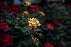 季節のお花達_181