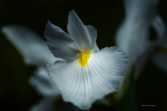 季節のお花達_144