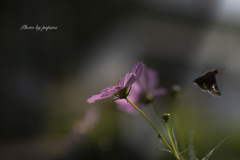 季節のお花達_81