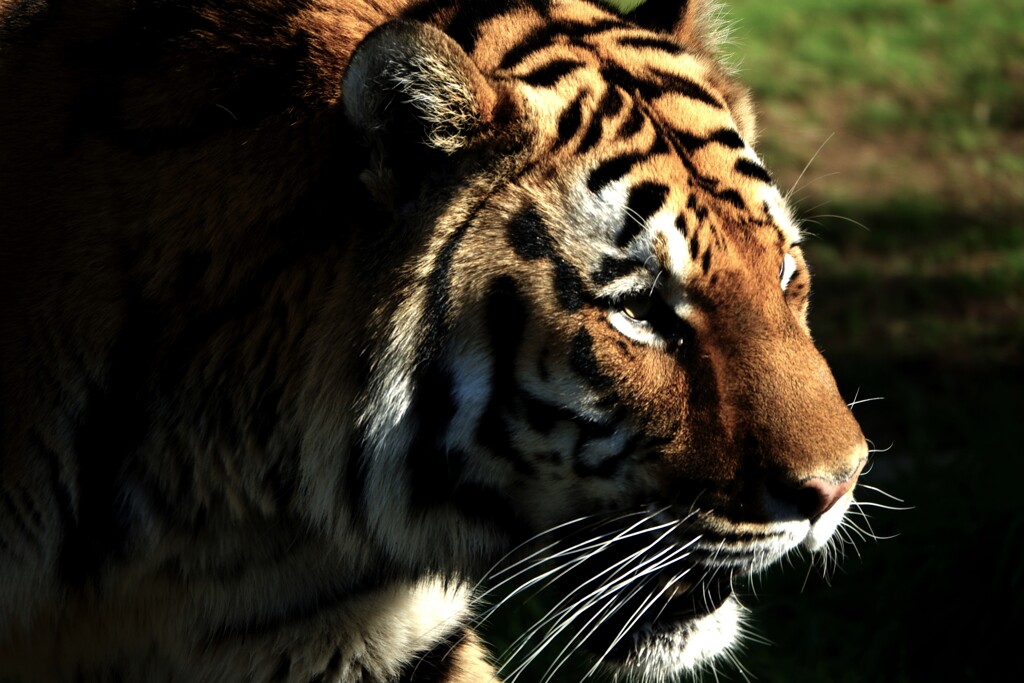 天王寺動物園からのお便り_05