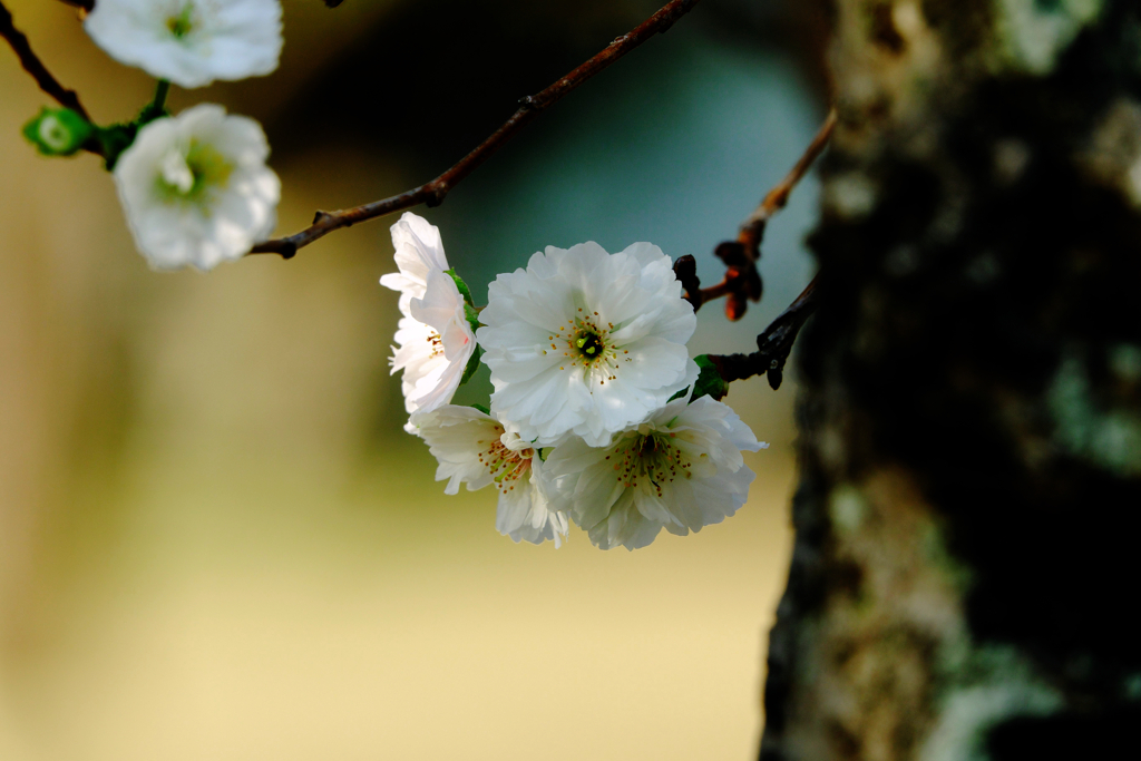 10月桜（冬桜）？