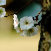 10月桜（冬桜）？