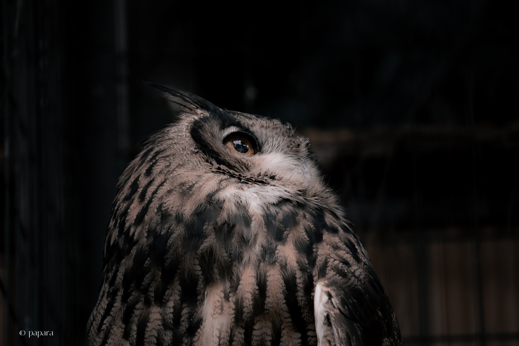 天王寺動物園からのお便り_163