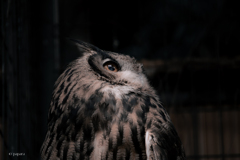 天王寺動物園からのお便り_163