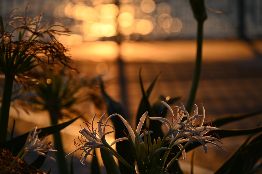 RINKU Sunset_215