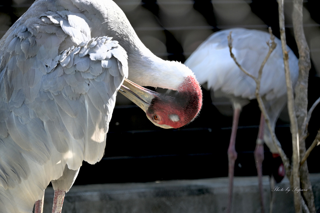 天王寺動物園からのお便り＿50