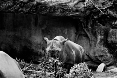 天王寺動物園からのお便り＿28