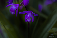 季節のお花達_142