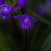 季節のお花達_142