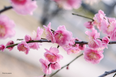 季節のお花達_124