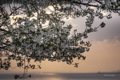 RINKU Sunset_2025097