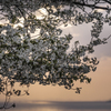 RINKU Sunset_2025097