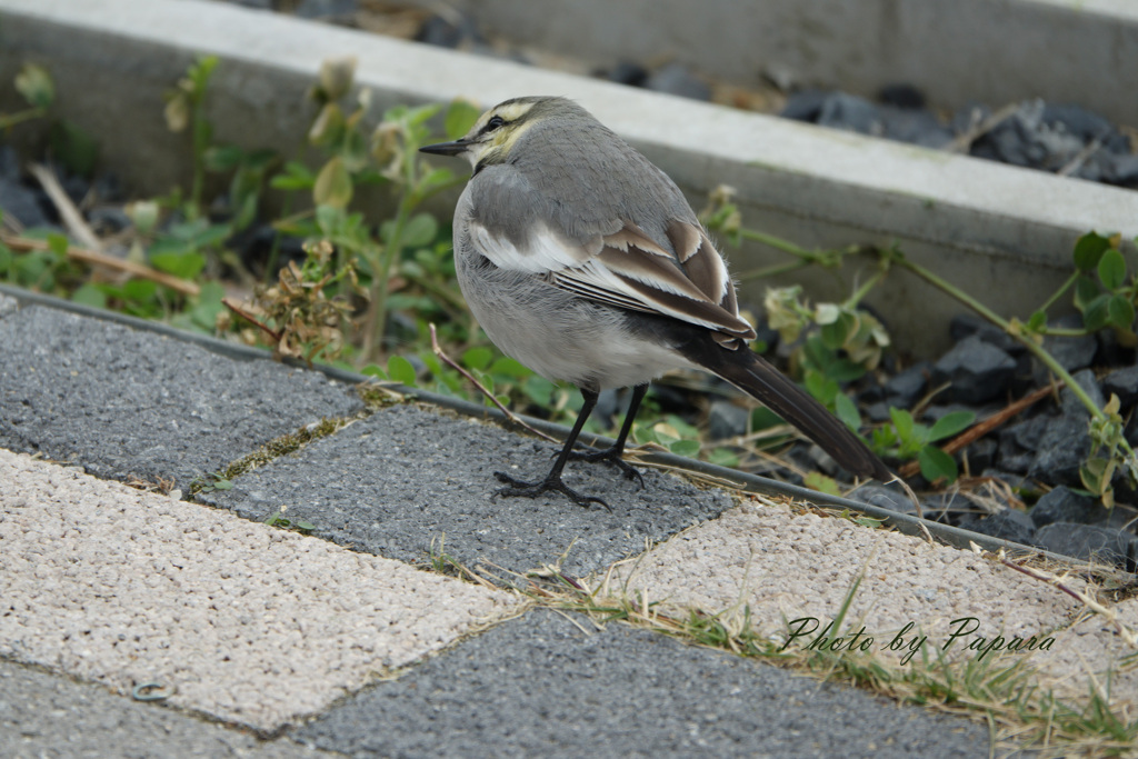 リンクウパークからのお便り_17