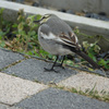 リンクウパークからのお便り_17