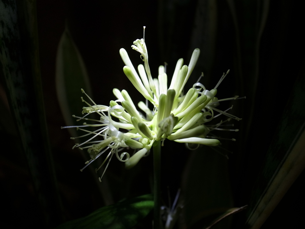 サンスベリアの花が咲きました