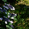 季節のお花達_32