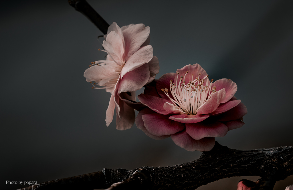 季節のお花達_125