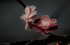 季節のお花達_125
