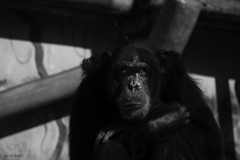 天王寺動物園からのお便り_169