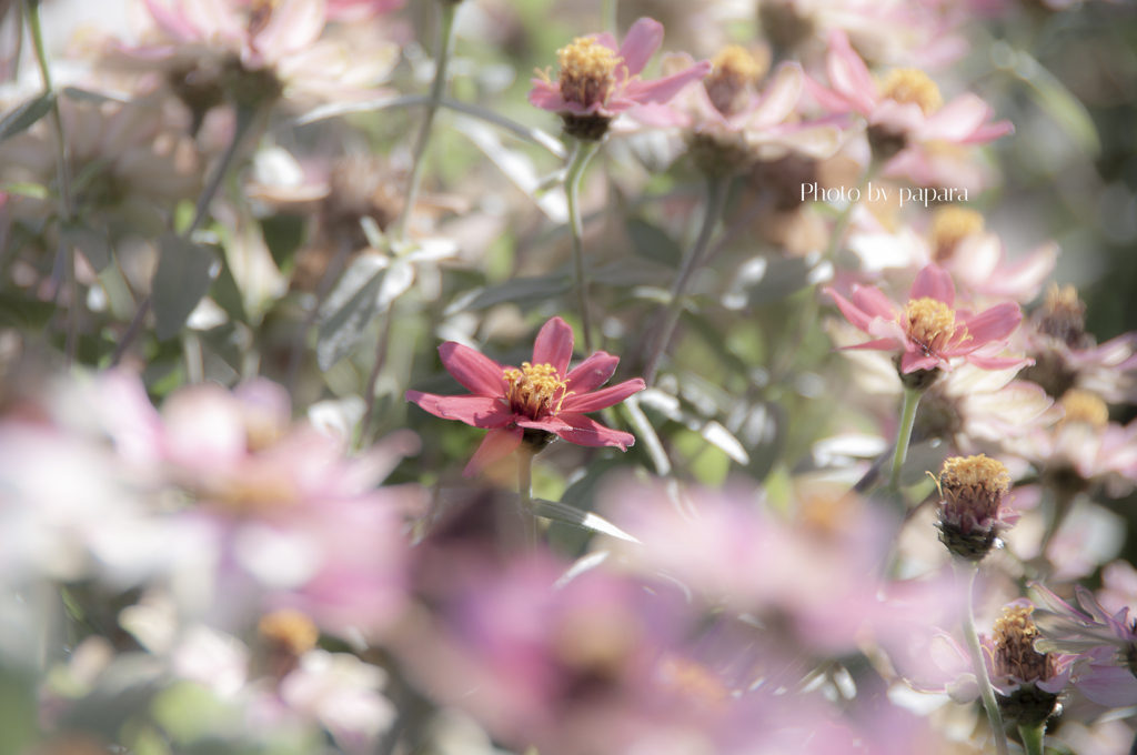 季節のお花達_95