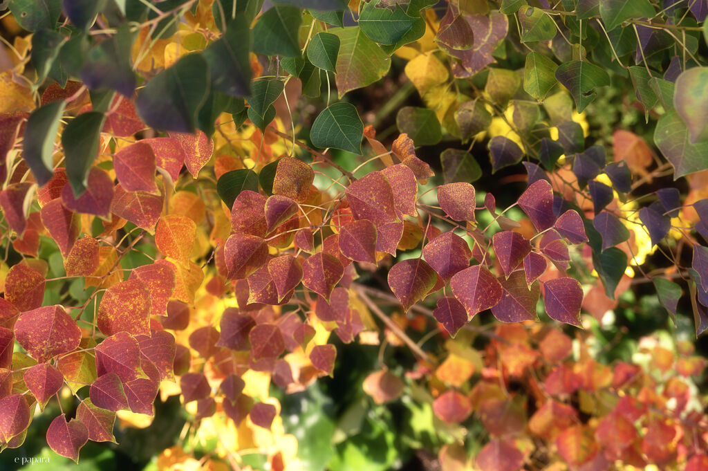 季節のお花達_184