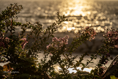 RINKU Sunset_20250815