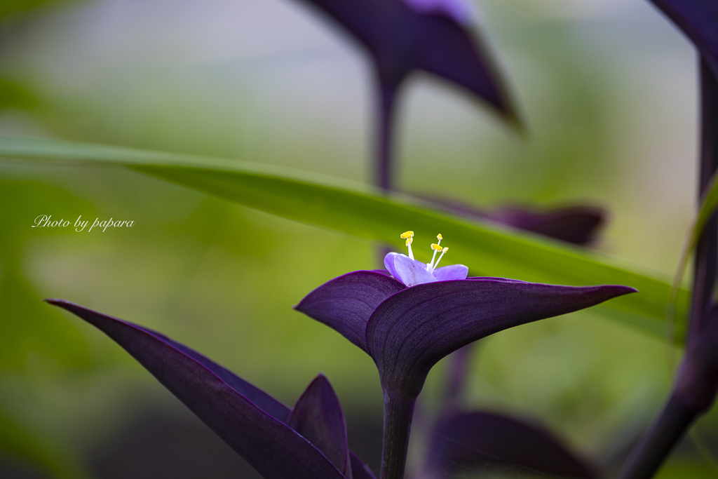 季節のお花達_55