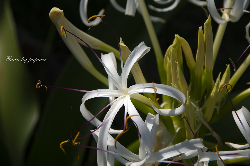 季節のお花達_52
