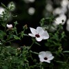 タカサゴフヨウ（高砂芙蓉）
