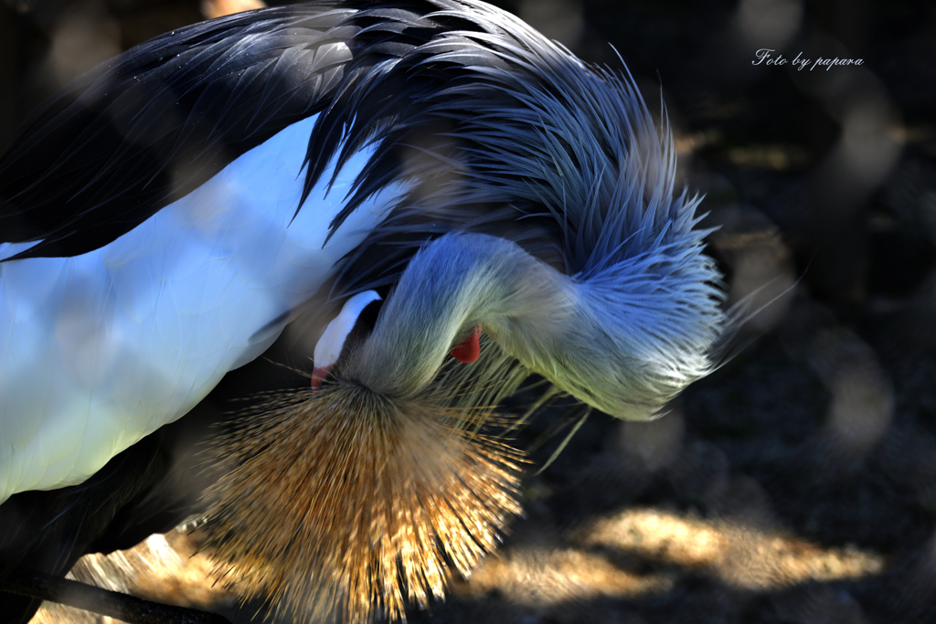 天王寺動物園からのお便り＿68