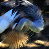 天王寺動物園からのお便り＿68