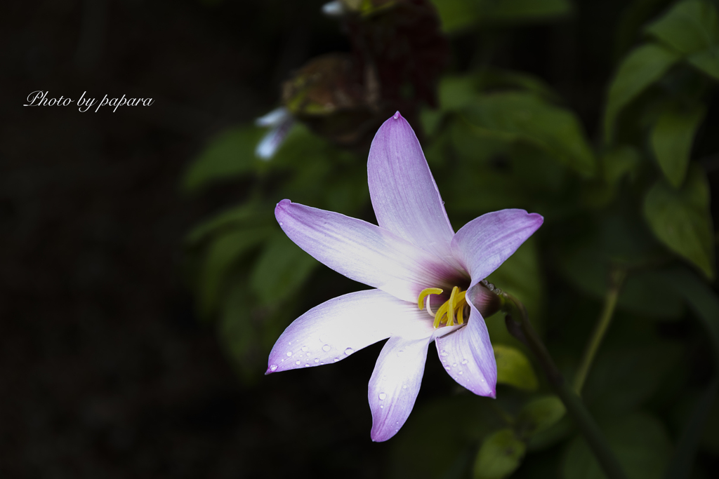 季節のお花達_67