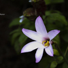 季節のお花達_67
