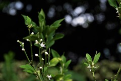 金柑の花