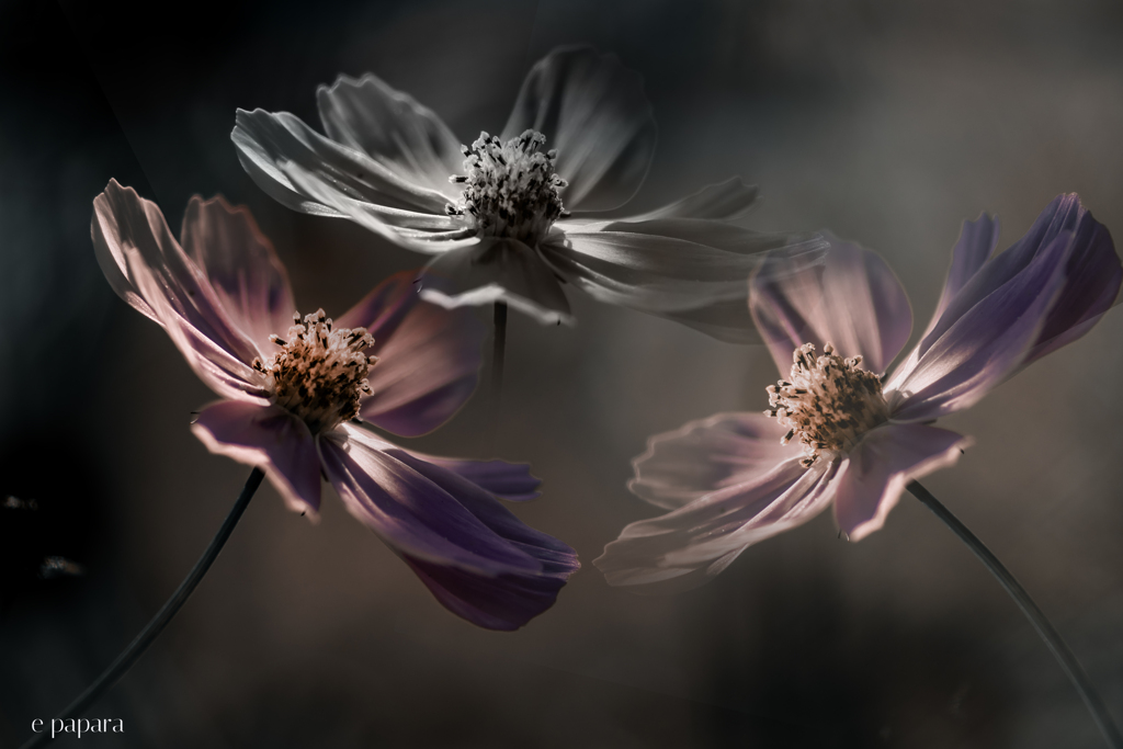 季節のお花達_183