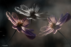 季節のお花達_183