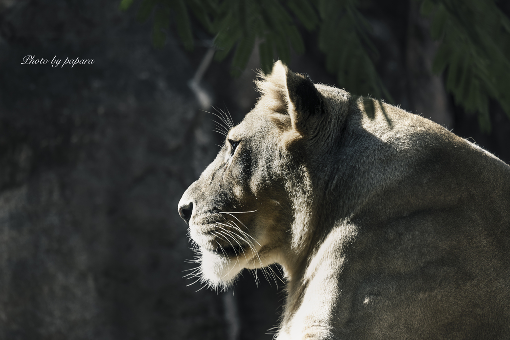 天王寺動物園からのお便り_100