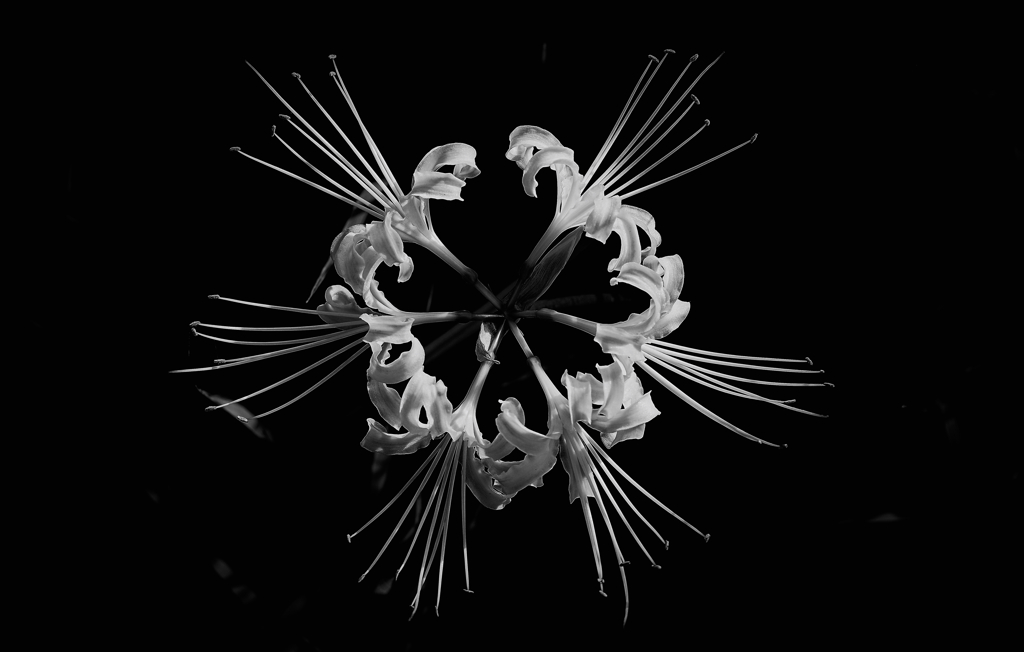 Lycoris B&W