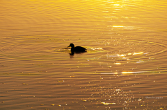 RINKU Sunset_2025039