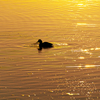 RINKU Sunset_2025039