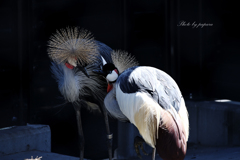 天王寺動物園からのお便り_95