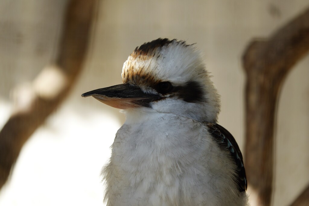 天王寺動物園からのお便り_08