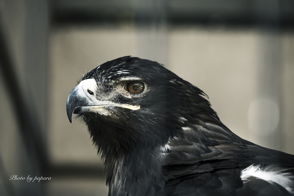 天王寺動物園からのお便り_102jpg